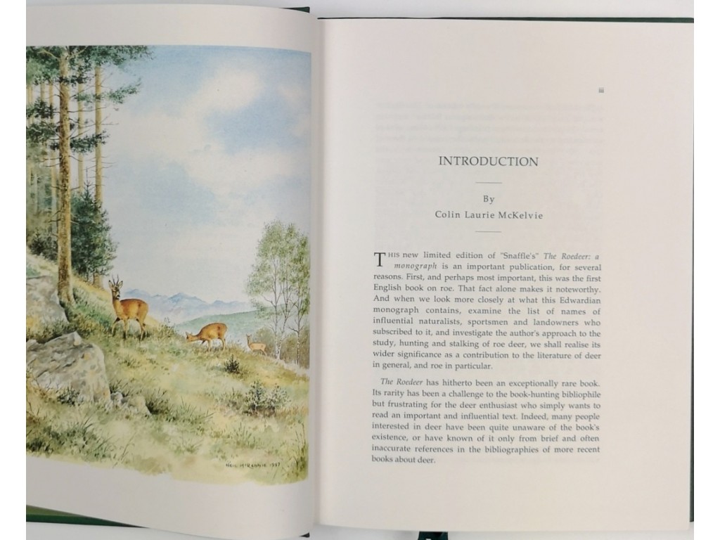 The roedeer