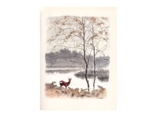 LE CHEVREUIL (EL CORZO) 2