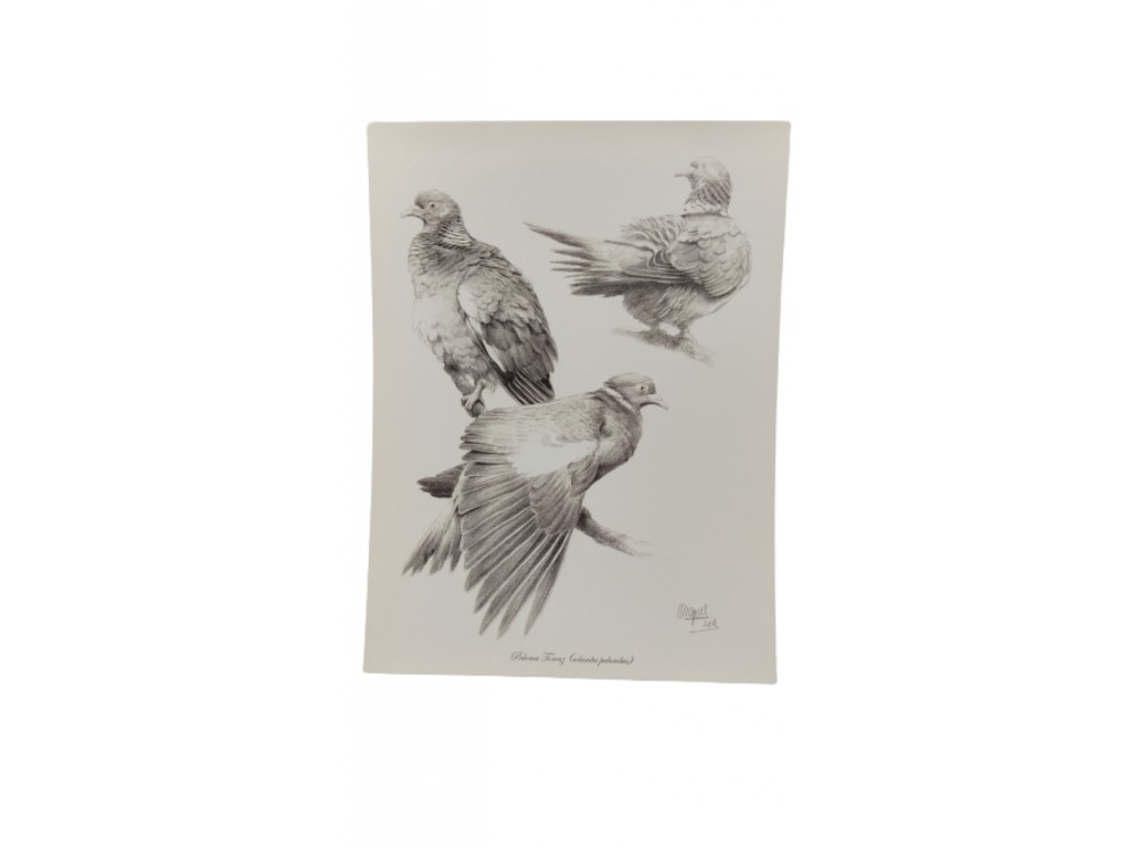 Carpeta con 5 litografías de caza menor.
